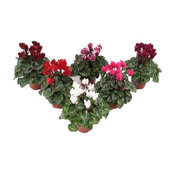 Brambořík mix květináč 12cm