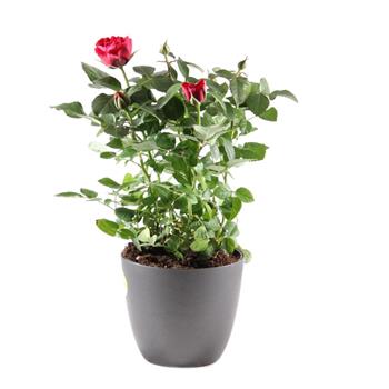 Růže pokojová Patio MIX květináč 13cm