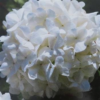 Kalina obecná Roseum květináč 5 litrů, výška 40/50cm, keř