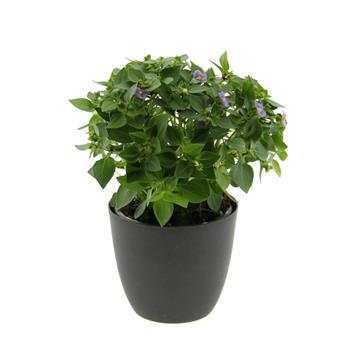 Hořepník MIX květináč 11cm