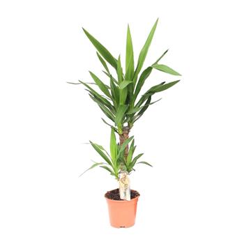 Juka obrovská výšky kmínku 45-20cm, květináč 17cm