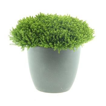 Hebe armstriongovo Green Boys 17cm květináč
