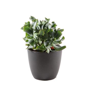 Tlustice mix květináč 11cm