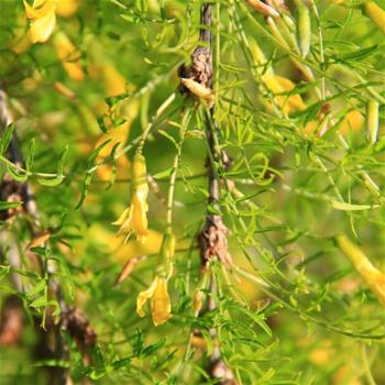 Čimišník stromovitý Pendula kmínek 180cm, květináč 15 litrů, strom