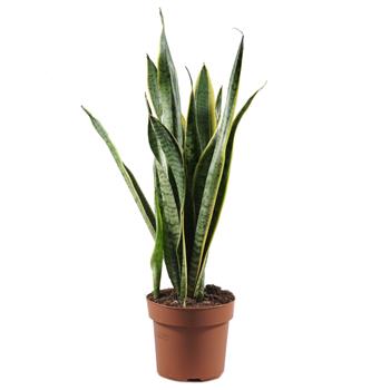 Tenura Laurentova, tchýnin jazyk výška 40cm, květináč 17cm