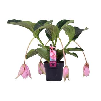 Tupoušek 4 květy, květináč 17cm
