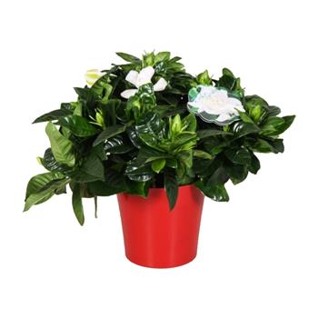 Gardenie květináč 13cm