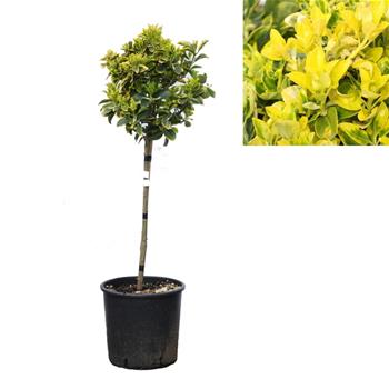 Brslen japonský Elegant. Aureus květináč 9 litrů, kmínek 50cm, stromek