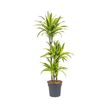 Dračinec Lemon Lime výšky kmínku 60-30-15cm, květináč 21cm