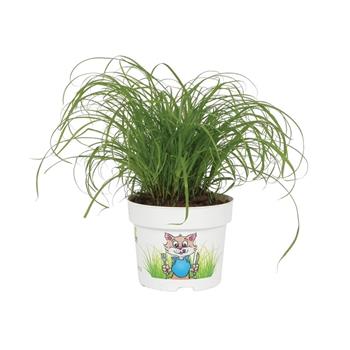 Šáchor PRO ZVÍŘATA květináč 12cm