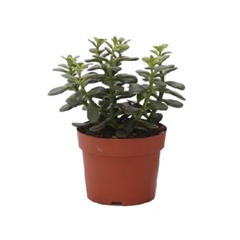 Tlustice vejčitá Minor květináč 13cm
