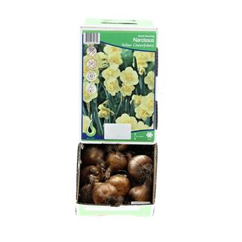 Narcis Yellow Cheerfulness 5ks