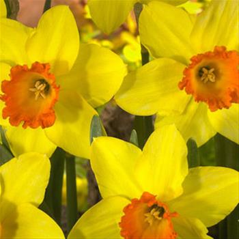 Narcis Red Devon 5ks