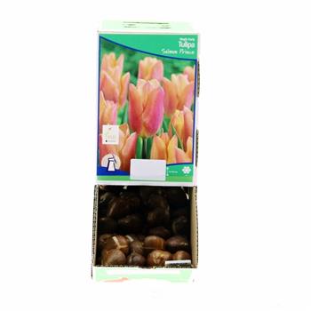 Tulipán Salmon Prince 10ks