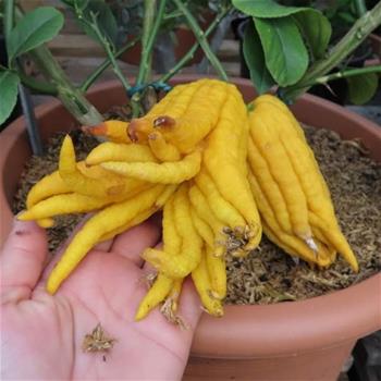 Cedrát Mano di Buddha výška 60/80cm, květináč 12 litrů