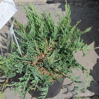 Jalovec vodorovný Prostrata květináč 2,5 litru, výška 25/30cm, pokryvný