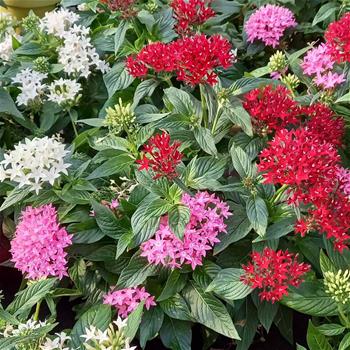 Pětkovec kopinatý, pentas květináč 17cm