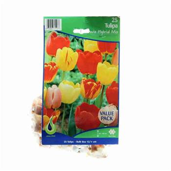 Tulipán Darwin Hybrid Mix 25ks