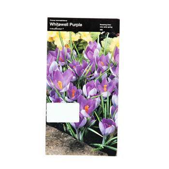 Krokus Whitewell Purple 10ks