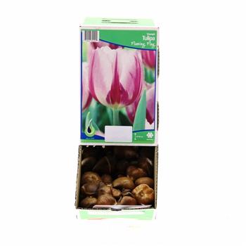 Tulipán Flaming Flag 10ks