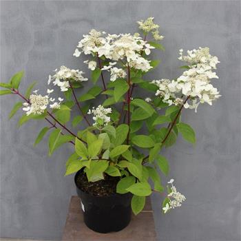 Hortenzie latnatá Wims Red květináč 5 litrů, výška 40/50cm, keř