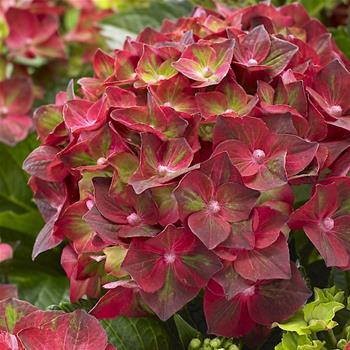 Hortenzie velkolistá Magical Ruby Tuesday květináč 5 litrů výška 30/40cm, keř