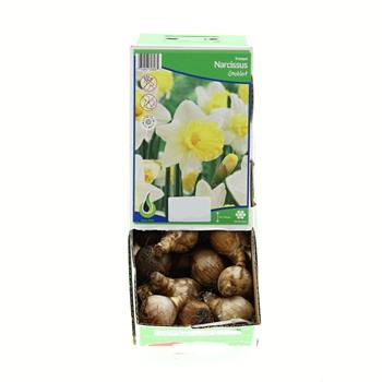 Narcis Goblet 5ks