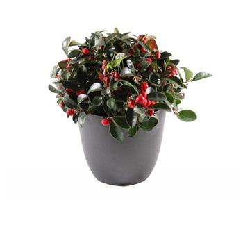 Libavka poléhavá Big Berry květináč 13cm