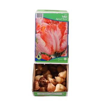 Tulipán Apricot Parrot 10ks