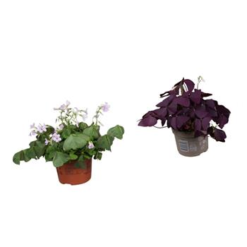 Šťavel trojhranný mix květináč 12cm