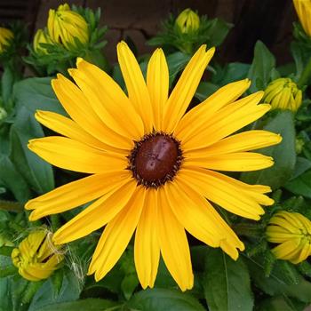 Třapatka Sunbeckia květináč 5 litrů, výška 30/50cm, letnička