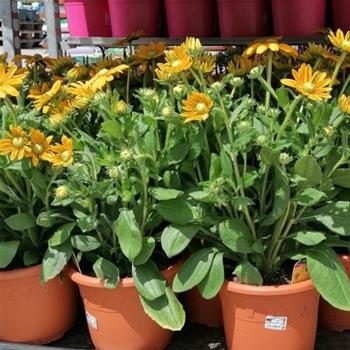 Třapatka Sunbeckia květináč 5 litrů, výška 30/50cm, letnička