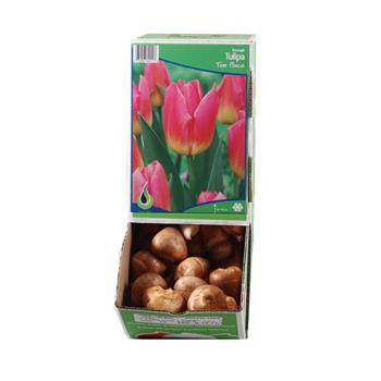 Tulipán Tom Pouce 10ks
