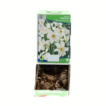 Narcis Poeticus Recurvus 5ks