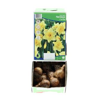 Narcis Carlton 5ks