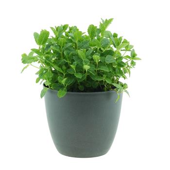 Máta Marokko květináč 14cm