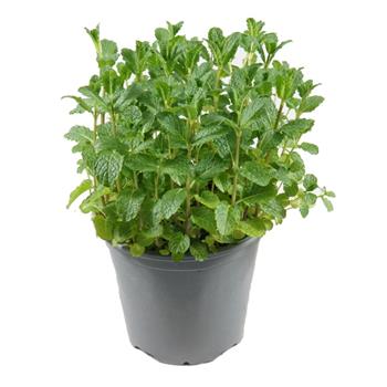 Máta Mojito Mentha květináč 14cm
