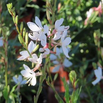Svíčkovec Lindheimerův Gambit White květináč 12cm