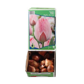 Tulipán Mystic van Eyk 10ks
