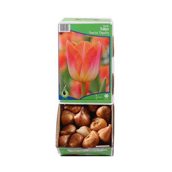 Tulipán Sunrise Dynasty 10ks