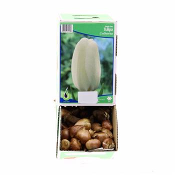 Tulipán Catherina 10ks