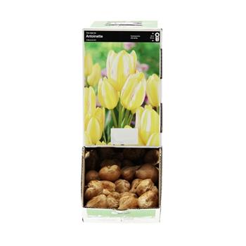 Tulipán Antoinette 10ks