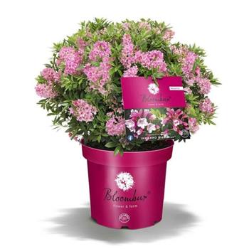 Pěnišník Bloombux Magenta květináč 2 litry, výška 20/25cm, keř