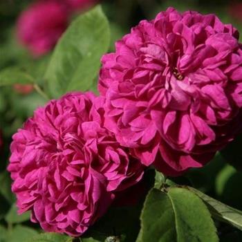 Růže Rose de Resht květináč 6 litrů