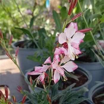 Svíčkovec Gambit Rose Bicolor 12cm