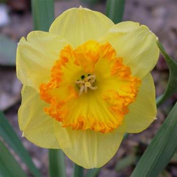 Narcis Berlin 5ks