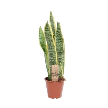 Tenura Laurentova, tchýnin jazyk květináč 12cm