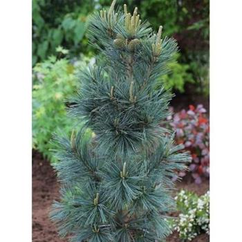 Borovice malokvětá Negishi výška 50/60cm