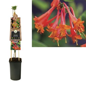 Zimolez Brownův Dropmore Scarlet 2,25 litru