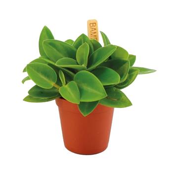 Pepřinec Pixie květináč 6cm